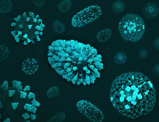 CMV (Cytomegalovirus IgG and IgM)
