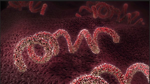 Syphilis Screen