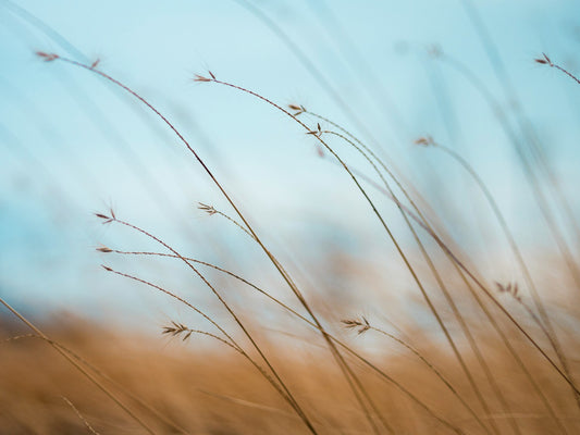 Coeliac Screen